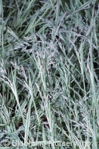 Muhlenbergia japonica 'Variegata'